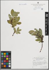 Foto von Salix hastata L.